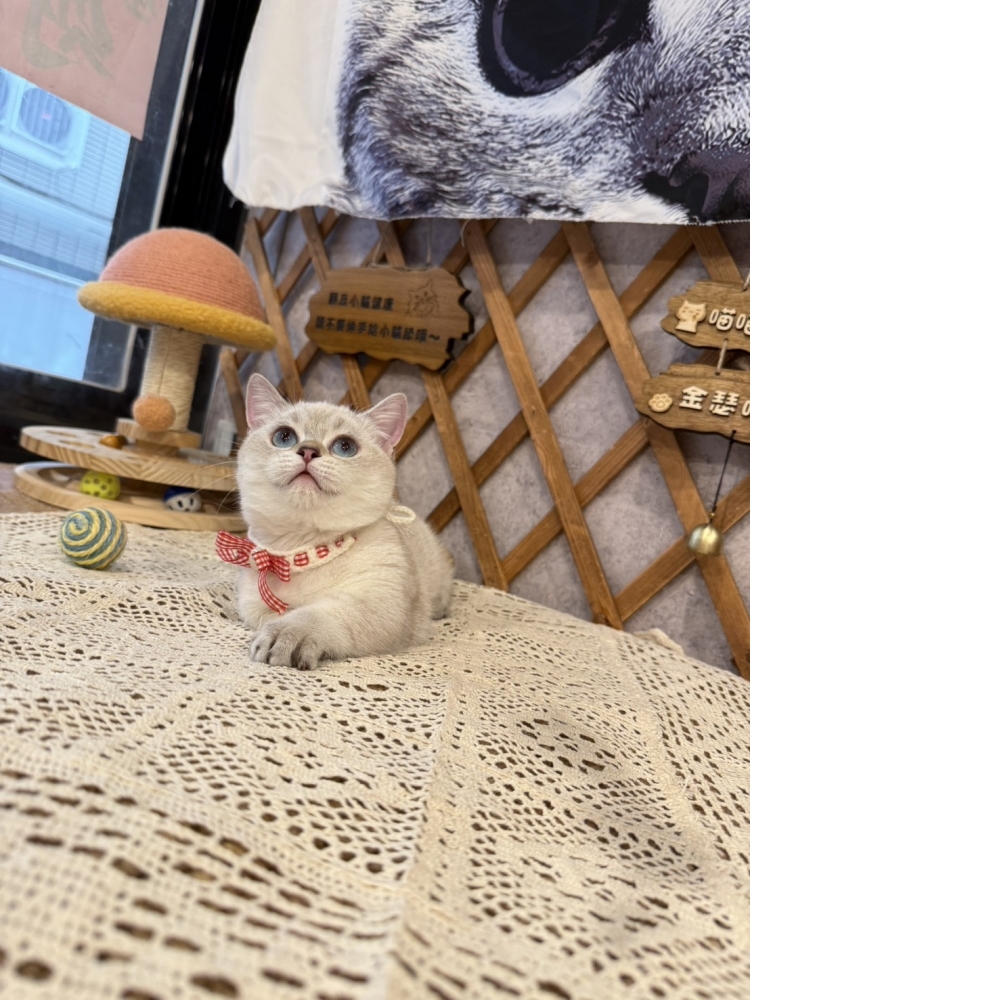 重點色曼赤肯㊛妹妹