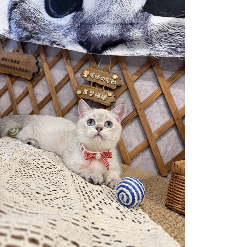 重點色曼赤肯㊛妹妹