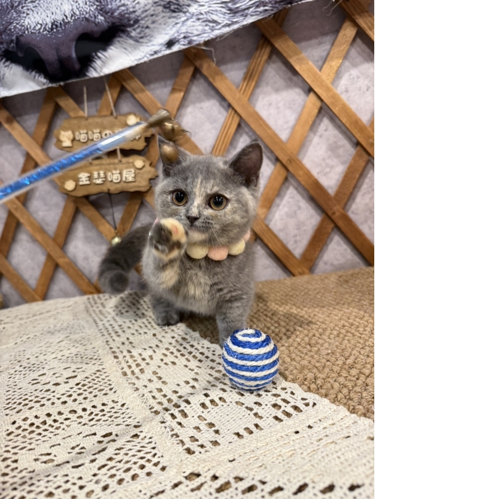 藍奶油曼赤肯㊛妹妹