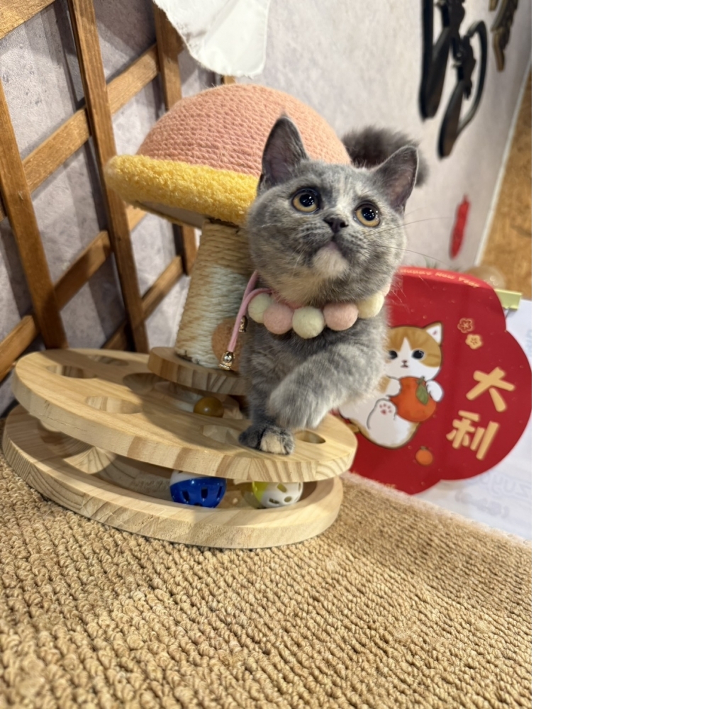 藍奶油曼赤肯㊛妹妹