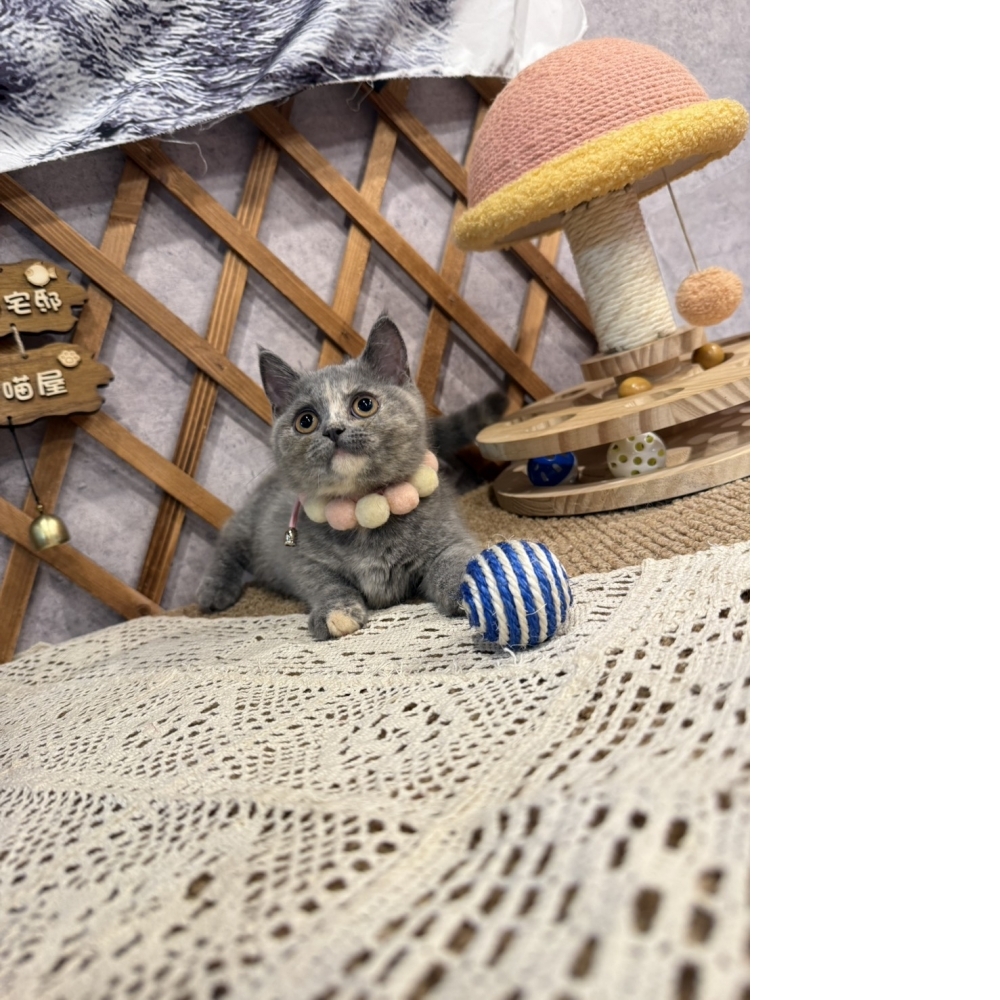 藍奶油曼赤肯㊛妹妹