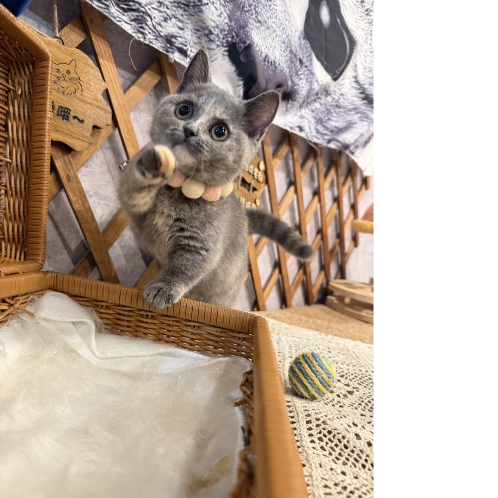 藍奶油曼赤肯㊛妹妹