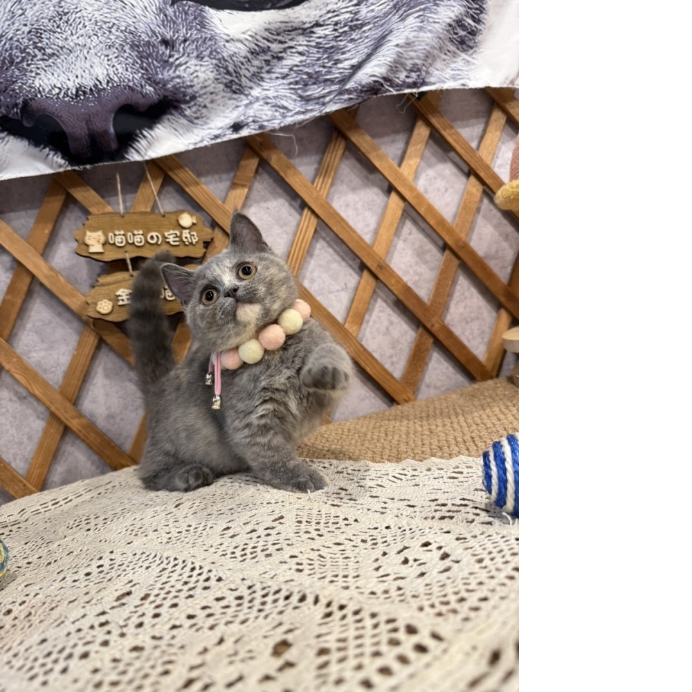 藍奶油曼赤肯㊛妹妹