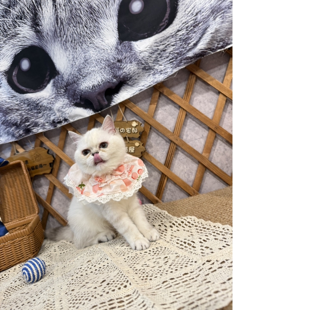 重點色英短㊛妹妹 (甜甜價!!)