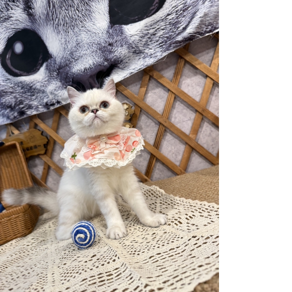 重點色英短㊛妹妹 (甜甜價!!)