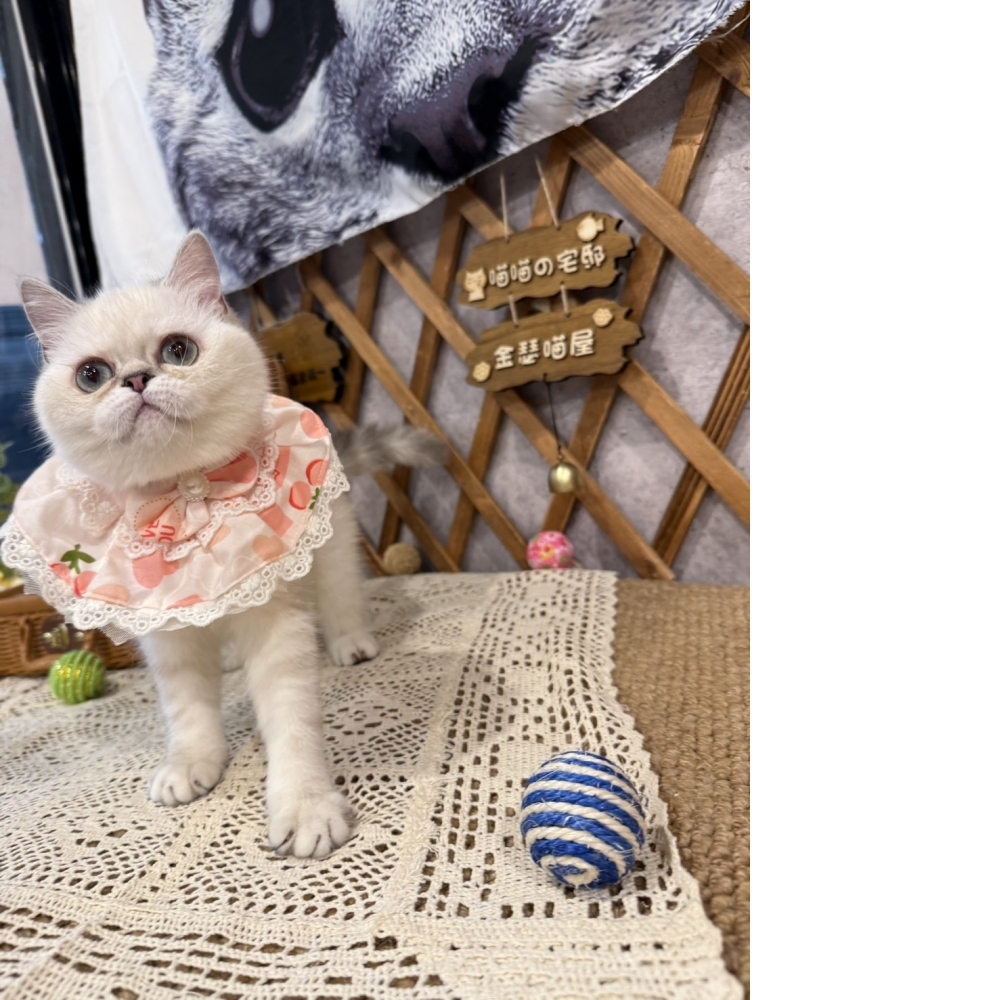 重點色英短㊛妹妹 (甜甜價!!)