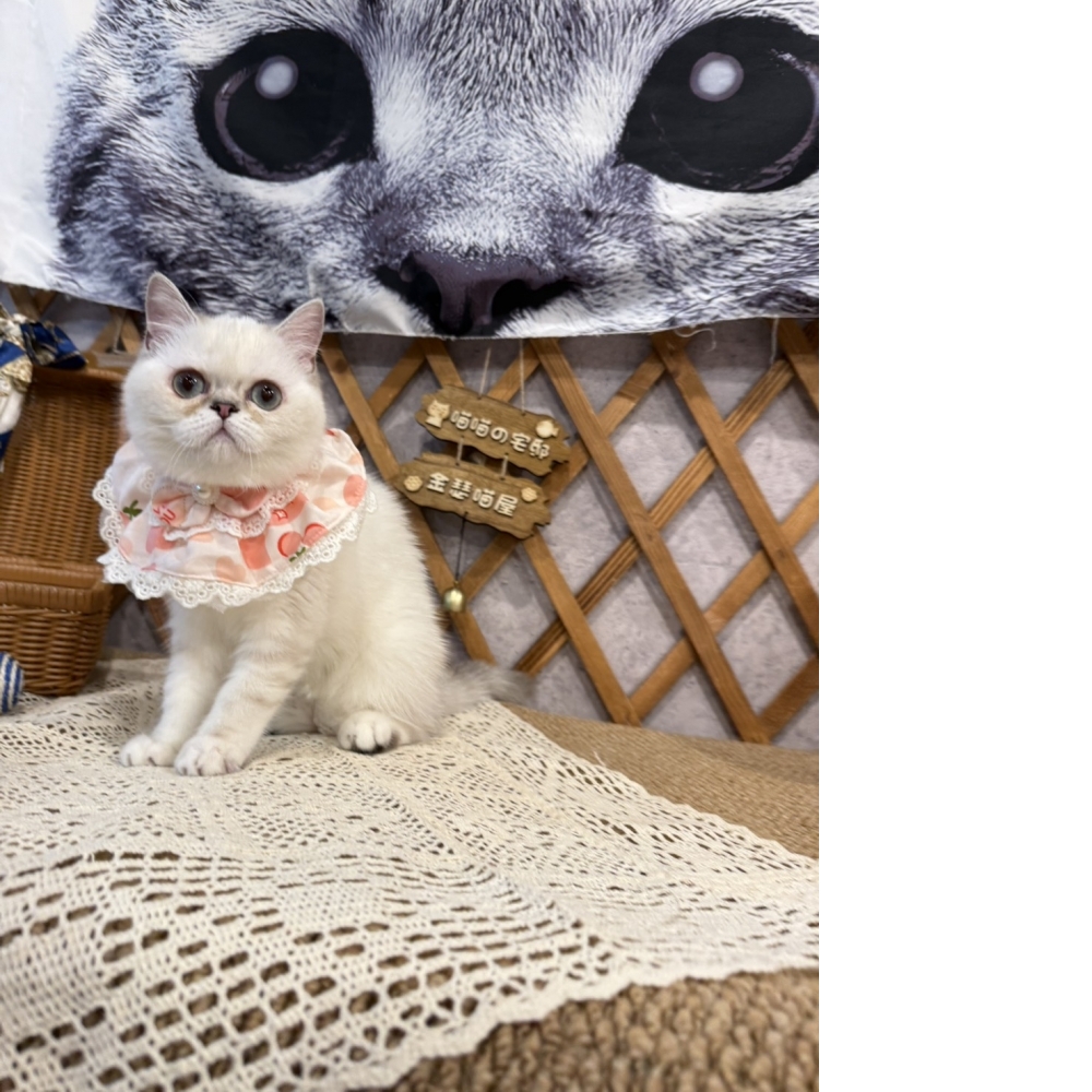 重點色英短㊛妹妹 (甜甜價!!)