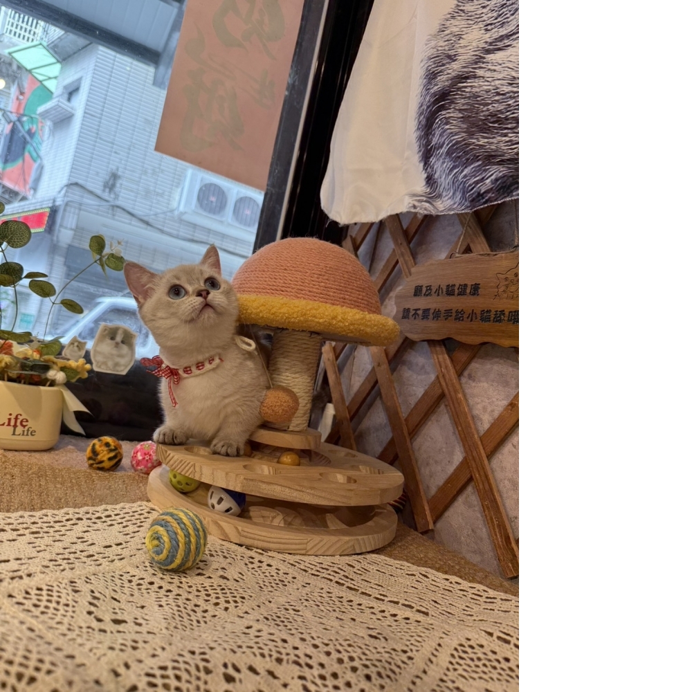 重點色曼赤肯㊛妹妹（☆已有家★）
