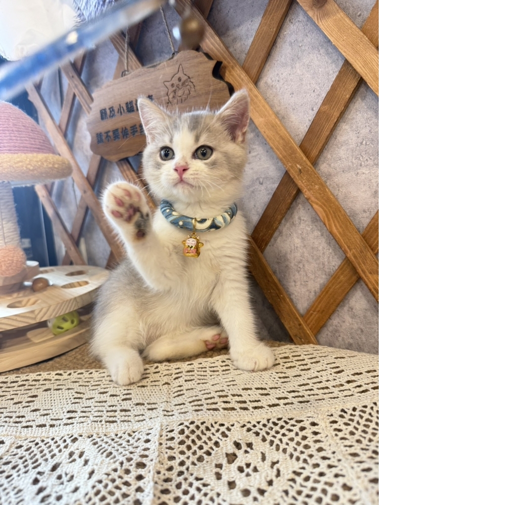 藍虎斑賓士英短㊚弟弟（☆已有家★）