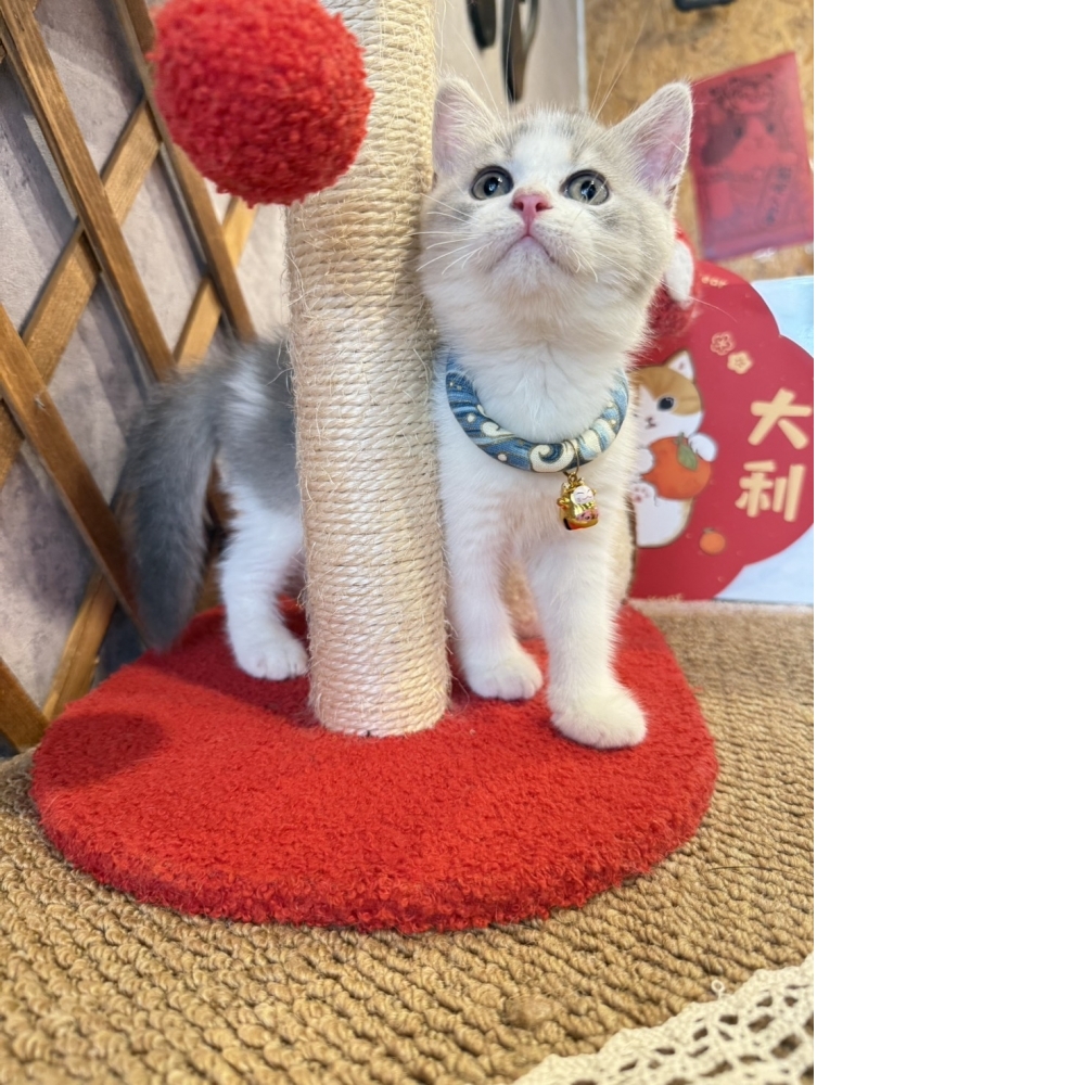 藍虎斑賓士英短㊚弟弟（☆已有家★）
