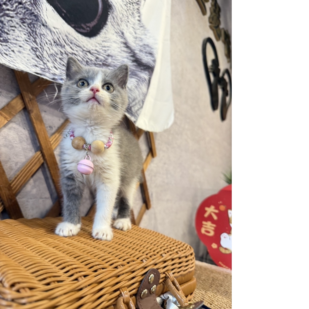 藍白賓士英短㊛妹妺
