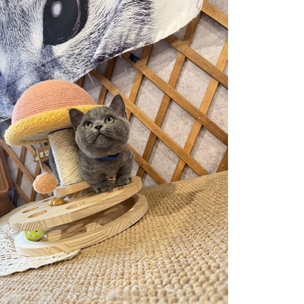 藍曼赤肯㊚弟弟  超級包子臉!! (藍項圈)