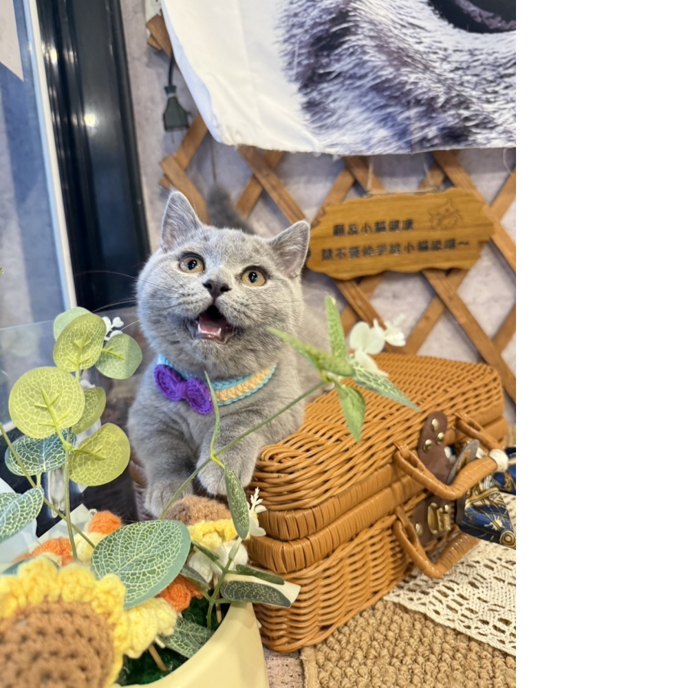 藍曼赤肯㊛妹妹【超短腿!!】