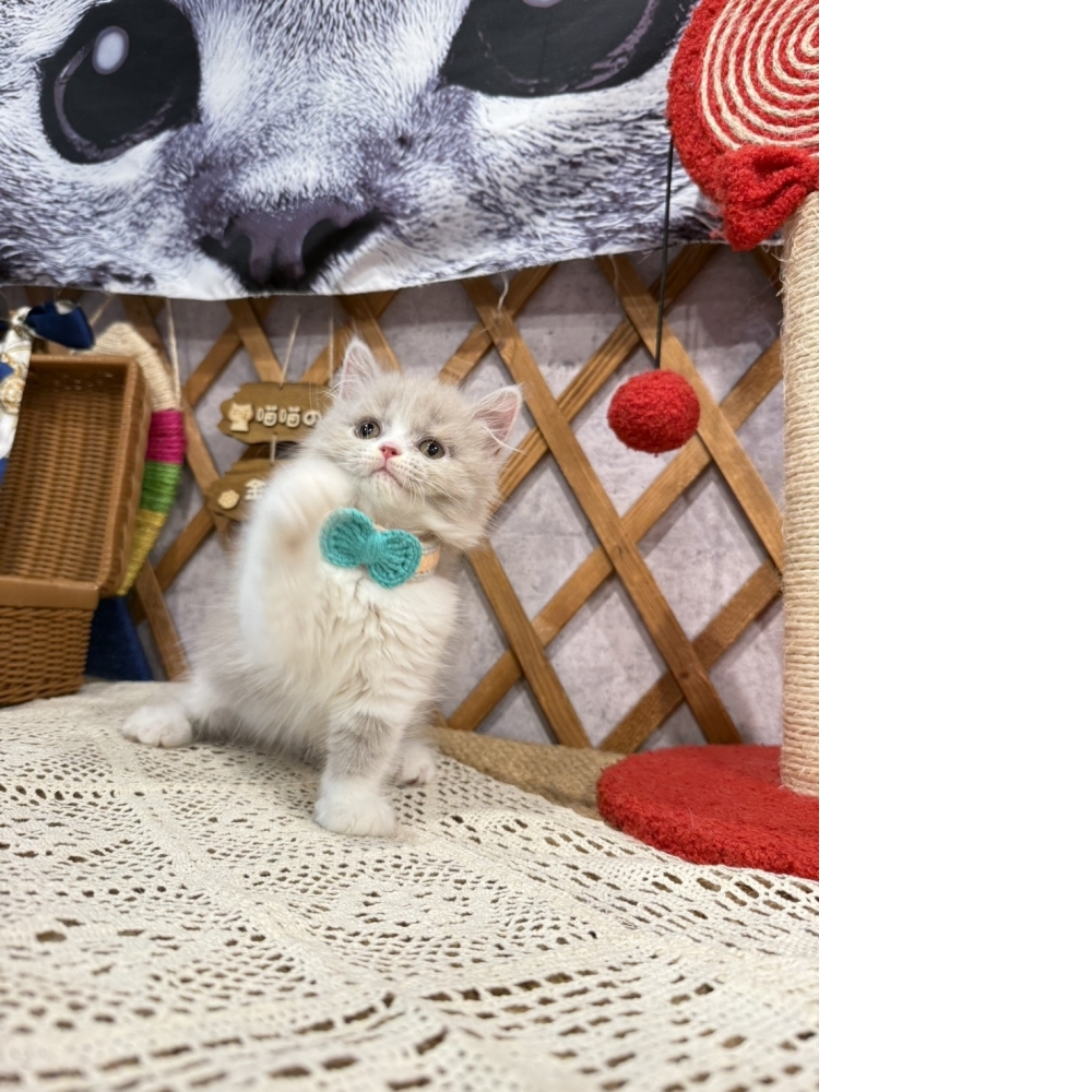 紫丁香賓士英長㊛妹妹