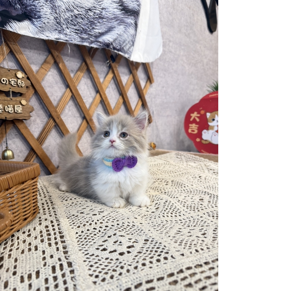 紫丁香賓士小步舞曲㊛妹妹