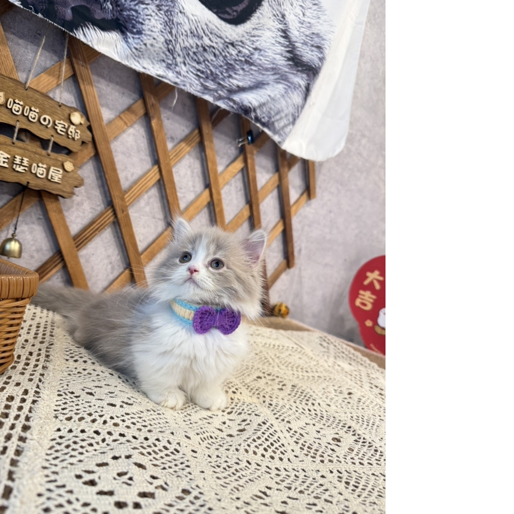 紫丁香賓士小步舞曲㊛妹妹