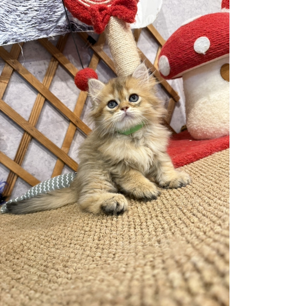 黃金金吉拉㊚弟弟（☆