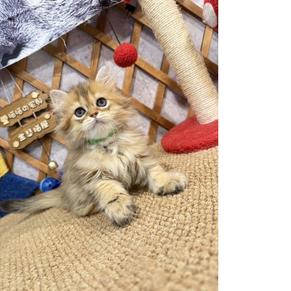 黃金金吉拉㊚弟弟（☆已有家★）