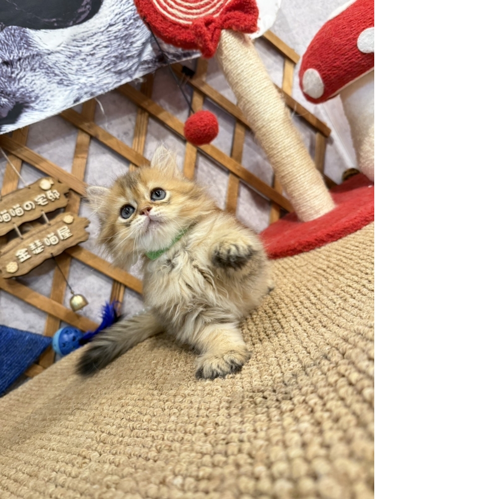 黃金金吉拉㊚弟弟（☆已有家★）