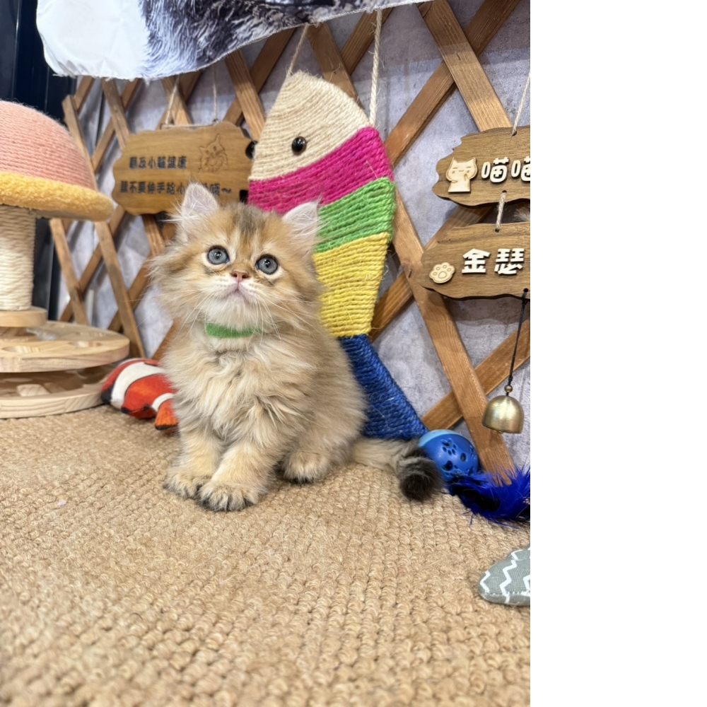 黃金金吉拉㊚弟弟（☆已有家★）