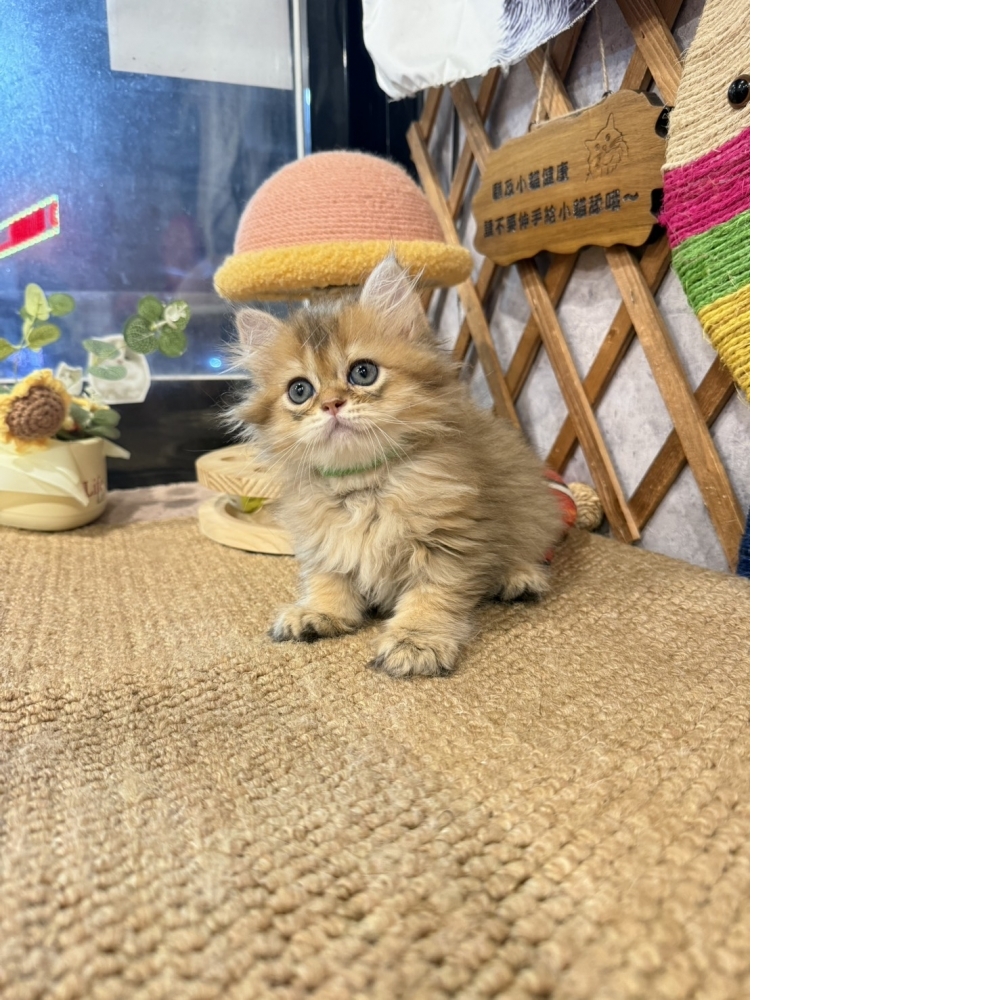 黃金金吉拉㊚弟弟（☆已有家★）