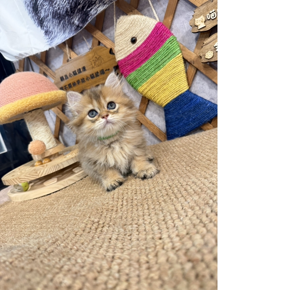 黃金金吉拉㊚弟弟（☆已有家★）