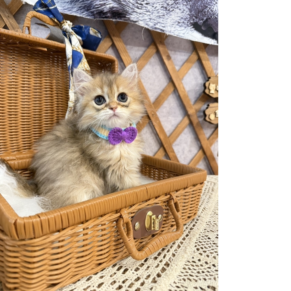 黃金金吉拉㊚弟弟