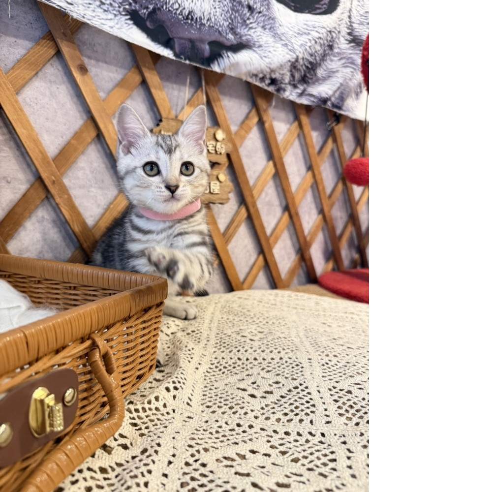 銀白美短㊛妹妹