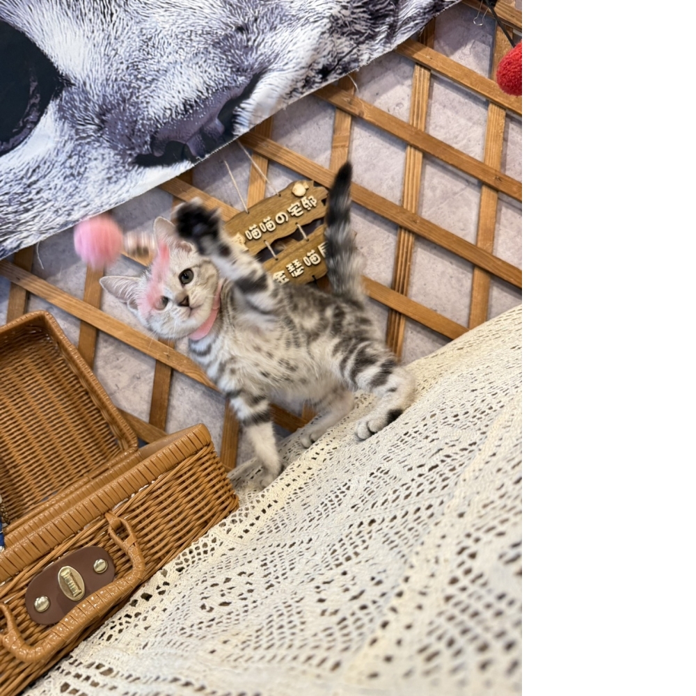 銀白美短㊛妹妹