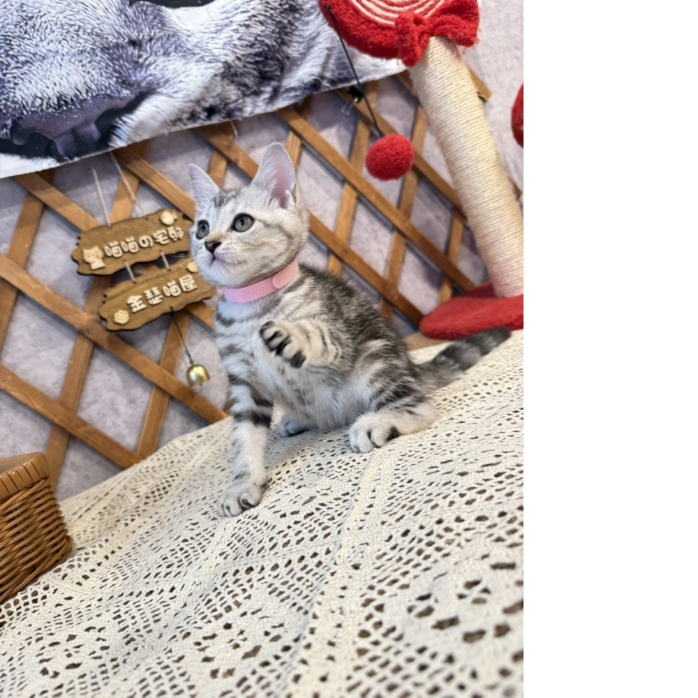 銀白美短㊛妹妹