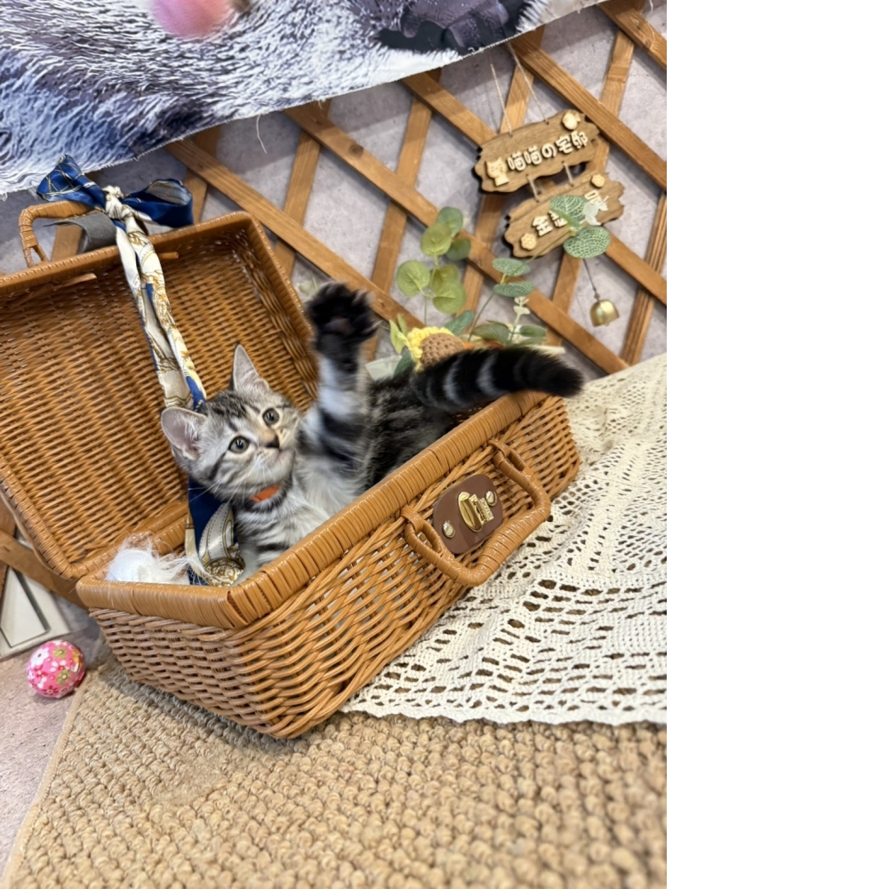 銀白美短㊛妹妹