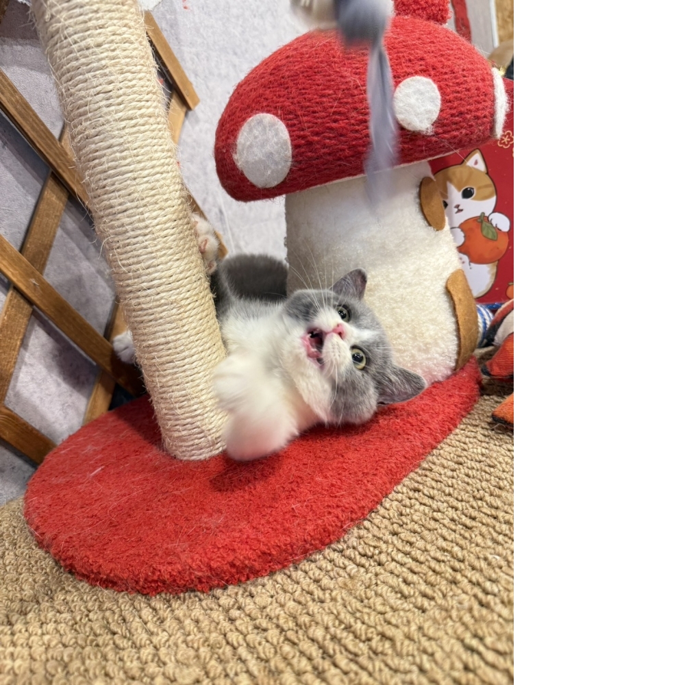 藍白賓士英短㊛妹妺（☆已有家★）