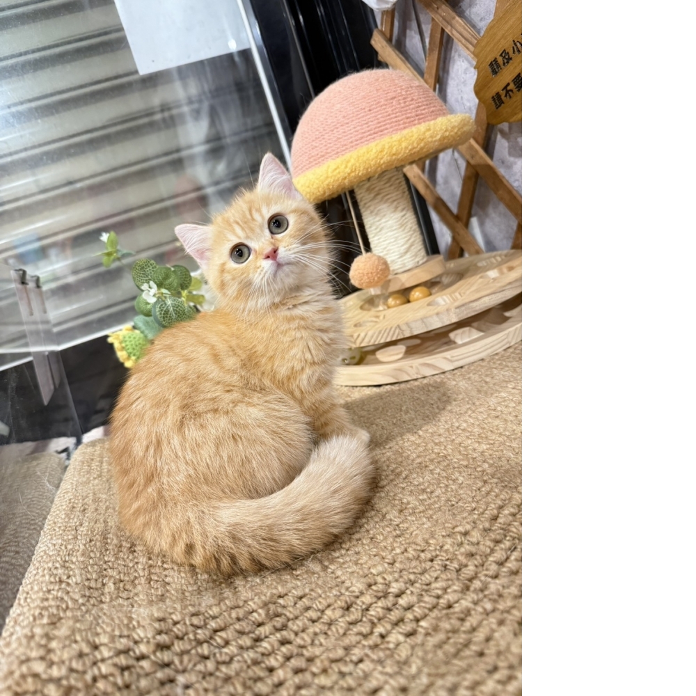 奶橘英短㊛妹妹（☆已有家★）