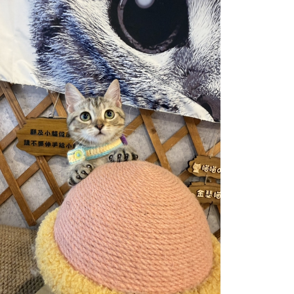 美短曼赤肯㊛妹妹（☆已有家★）