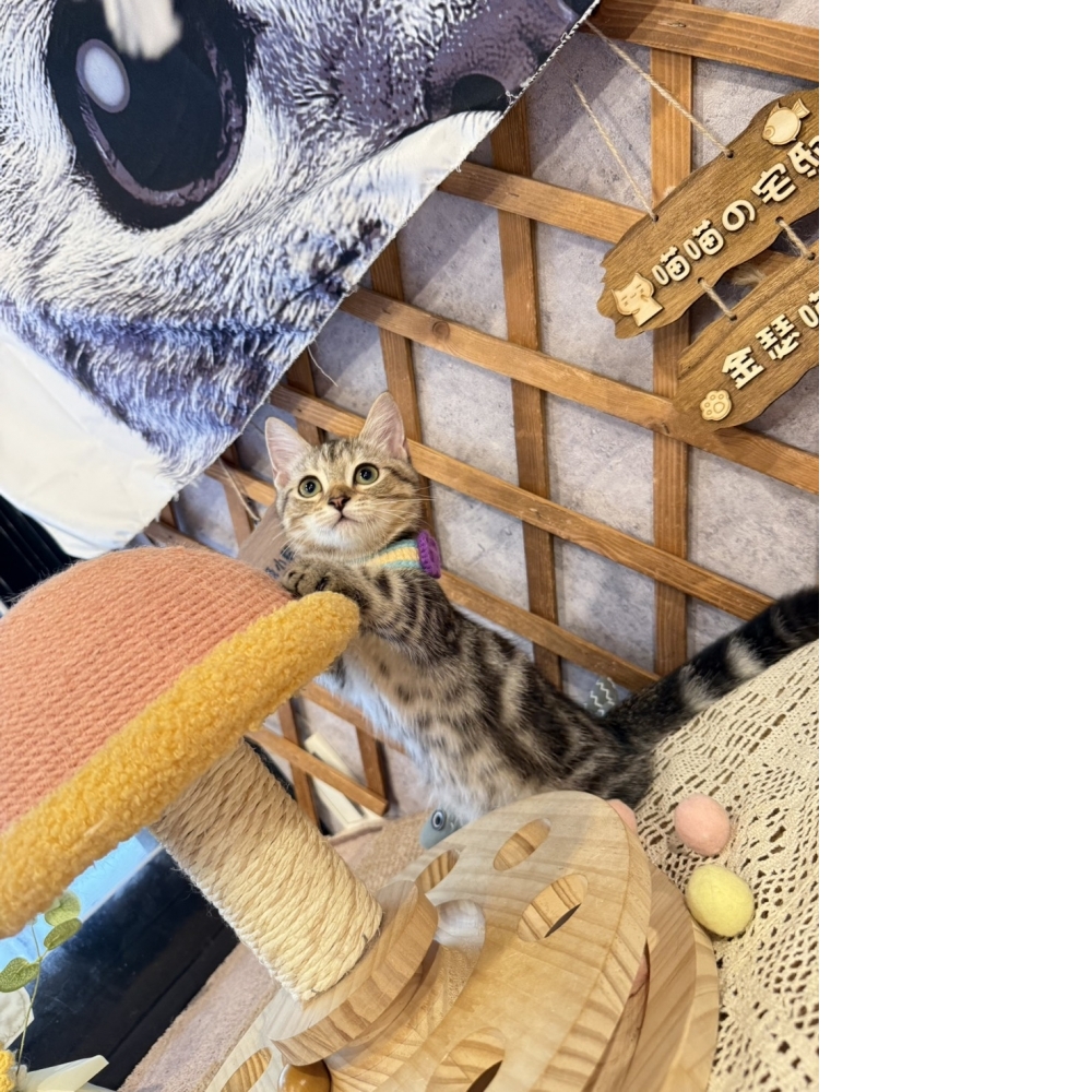 美短曼赤肯㊛妹妹（☆已有家★）