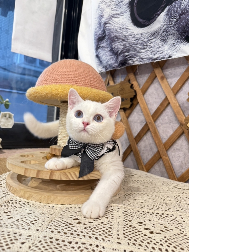 白色英短㊛妹妹（☆已有家★）