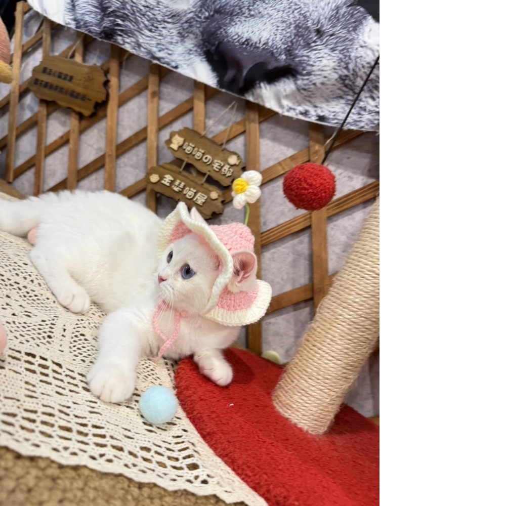 白色英短㊛妹妹（☆已有家★）
