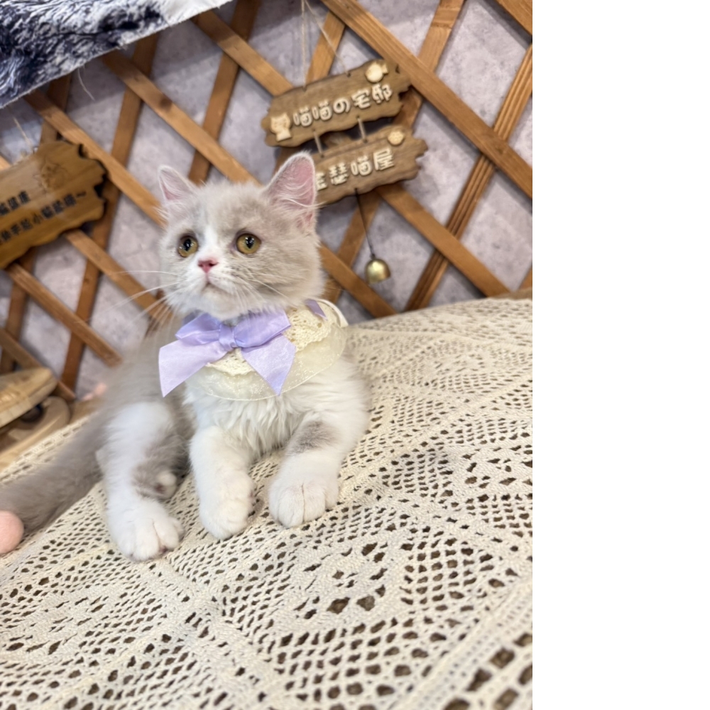 紫丁香加白英長㊛妹妹