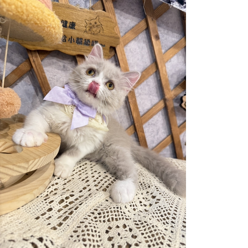 紫丁香加白英長㊛妹妹