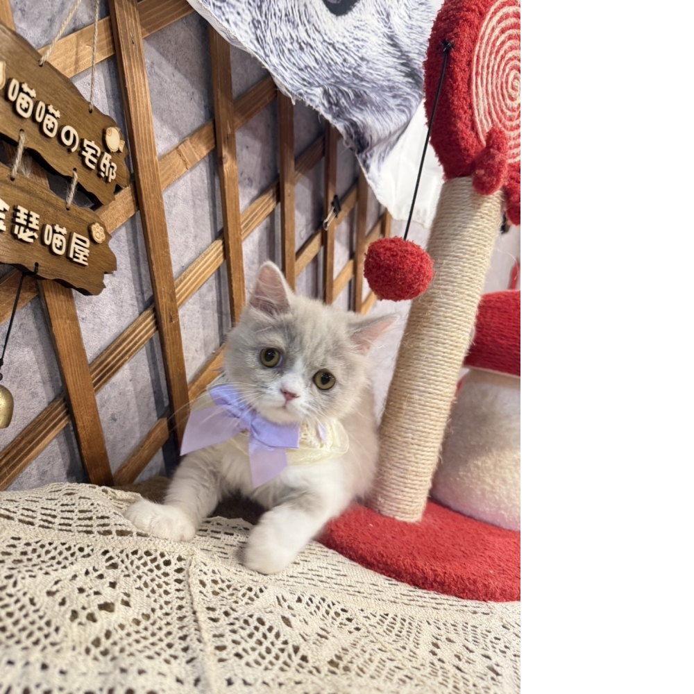 紫丁香加白英長㊛妹妹