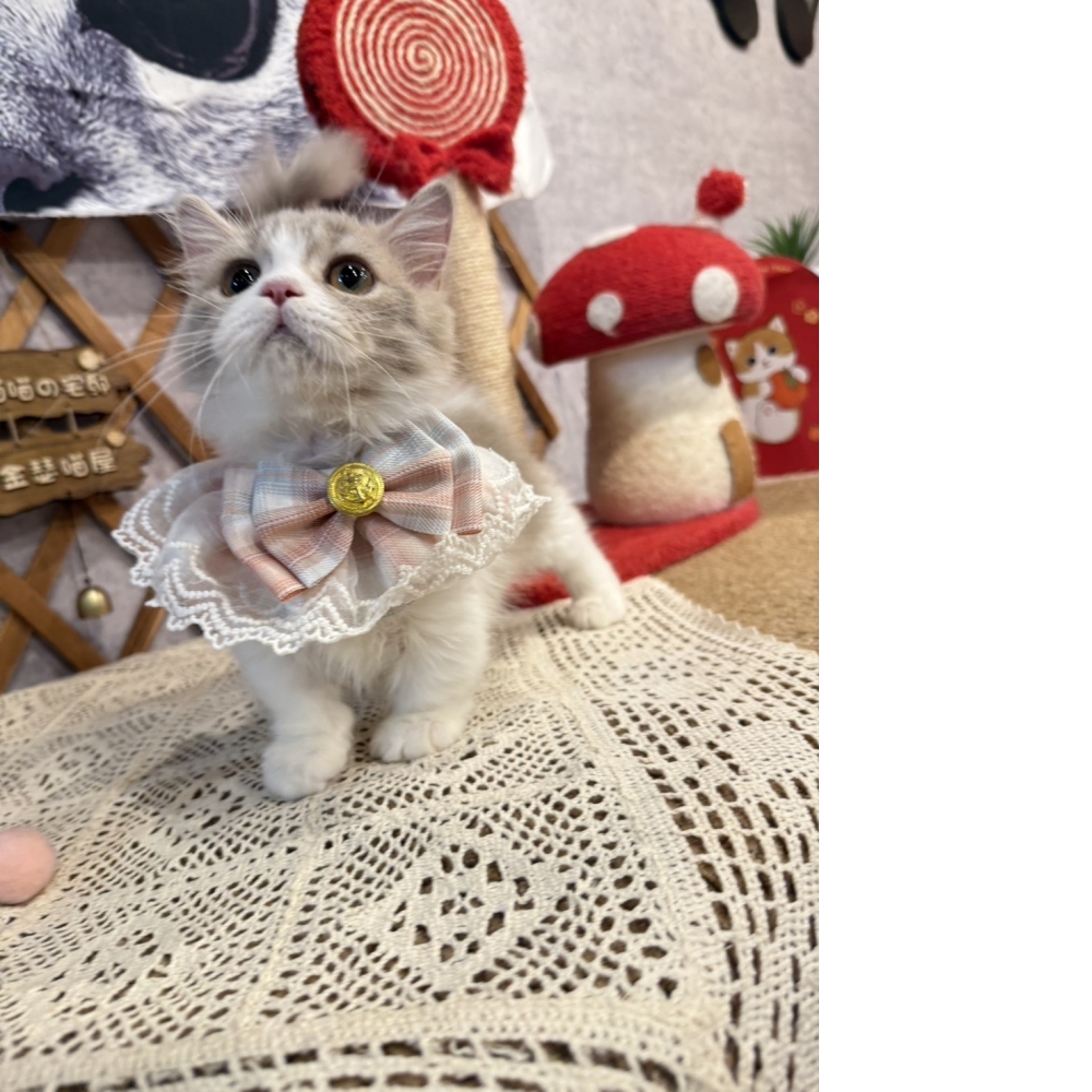 紫丁香賓士小步舞曲㊛妹妹