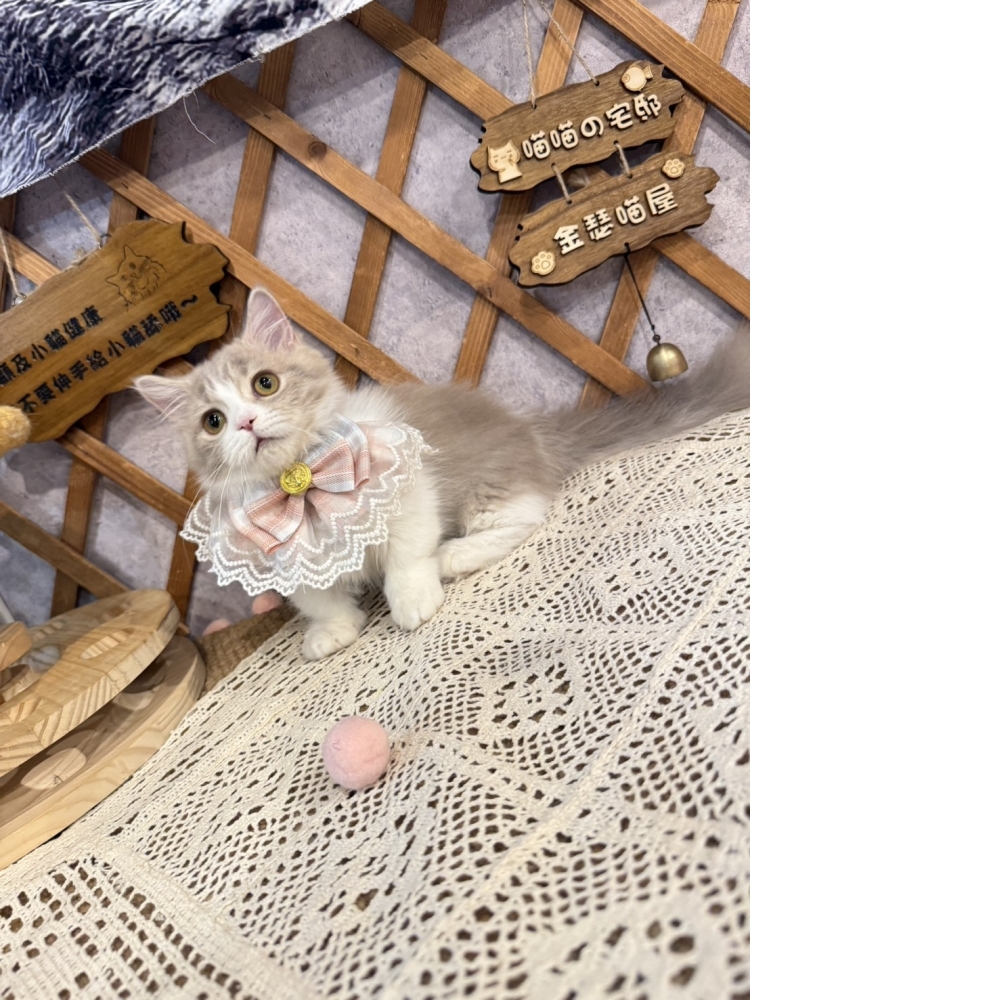 紫丁香賓士小步舞曲㊛妹妹