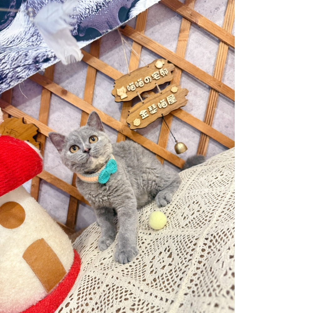 藍奶賽爾凱克捲毛㊛妹妹