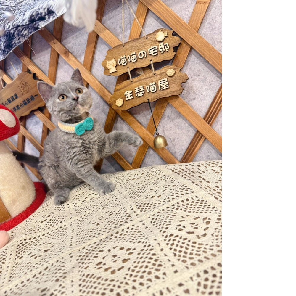 藍奶賽爾凱克捲毛㊛妹妹