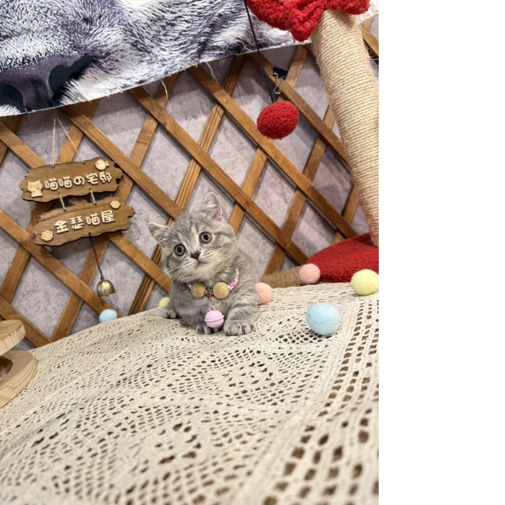 藍虎斑曼赤肯㊚弟弟  （☆已有家★）