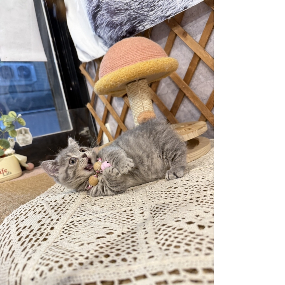 藍虎斑曼赤肯㊚弟弟  （☆已有家★）