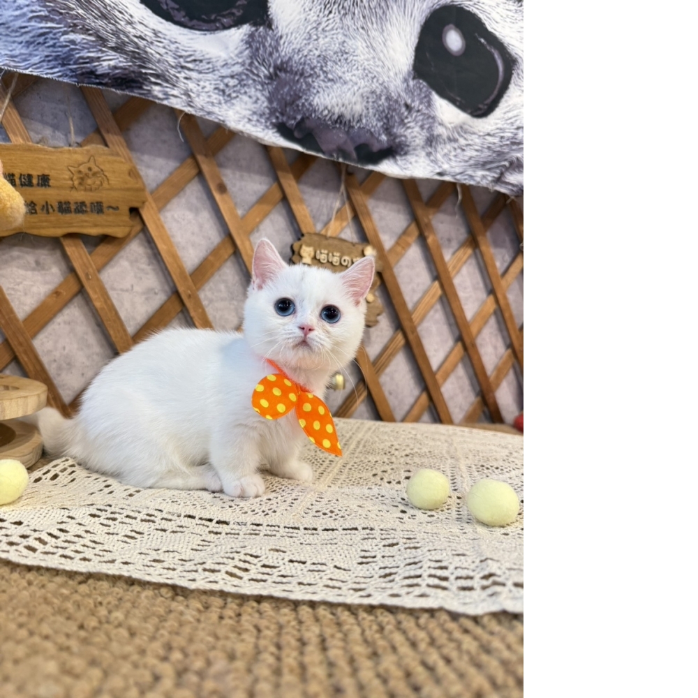 白曼赤肯㊛妹妹(藍眼睛)（☆已有家★）