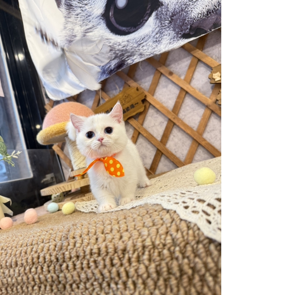 白曼赤肯㊛妹妹(藍眼睛)（☆已有家★）