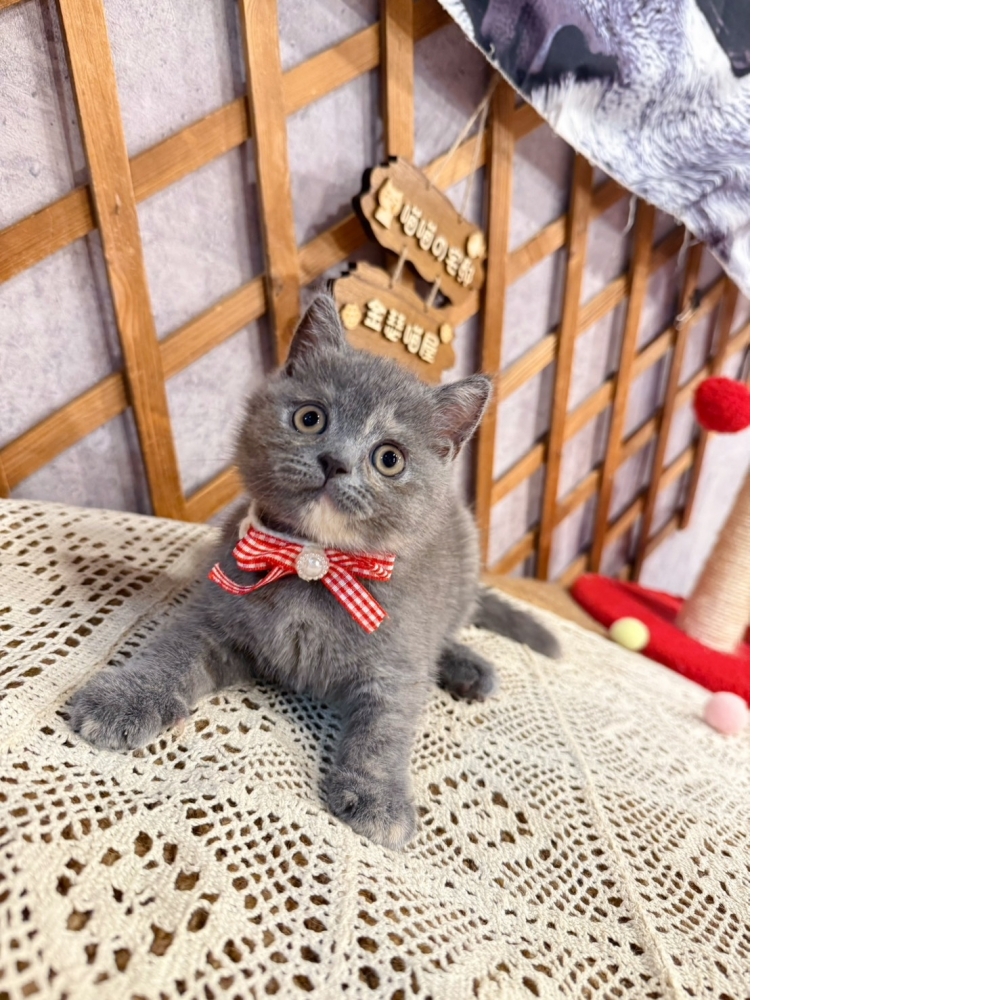 藍奶油英短㊛妹妹