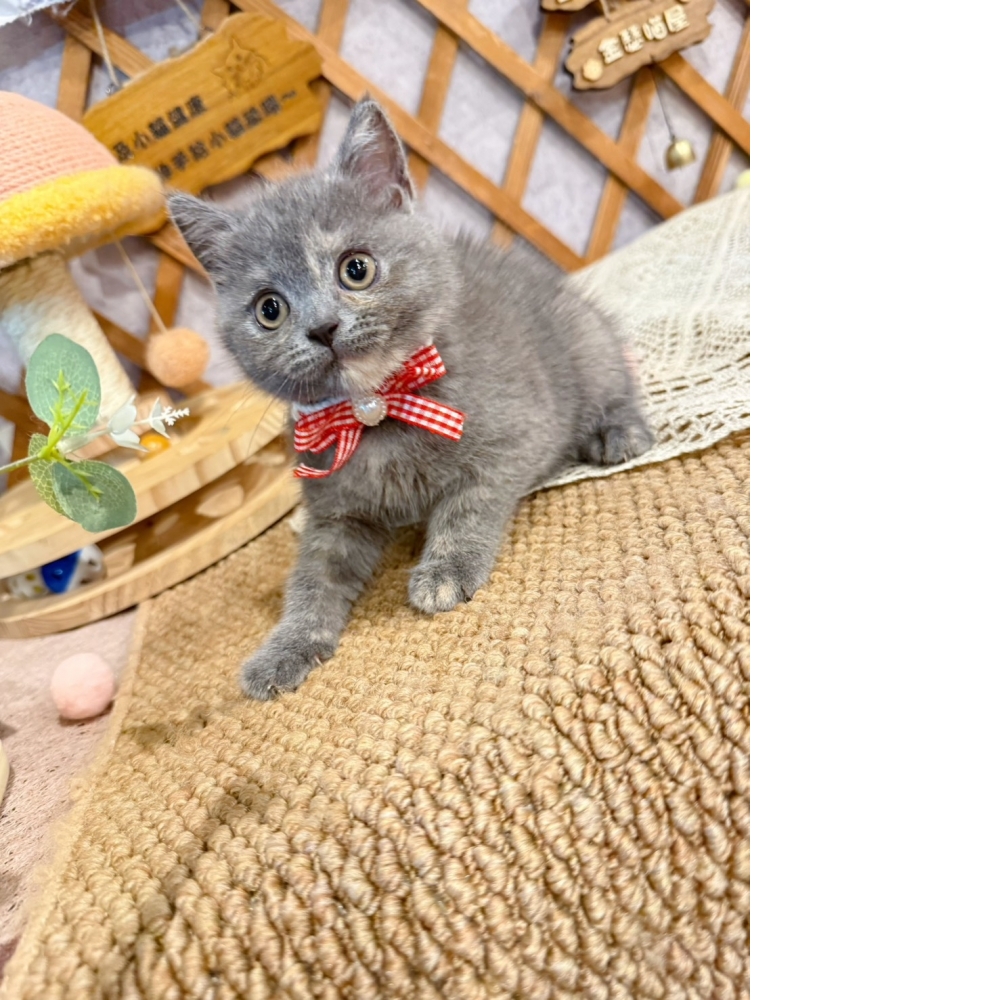 藍奶油英短㊛妹妹